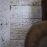 Horsefence Whitewash