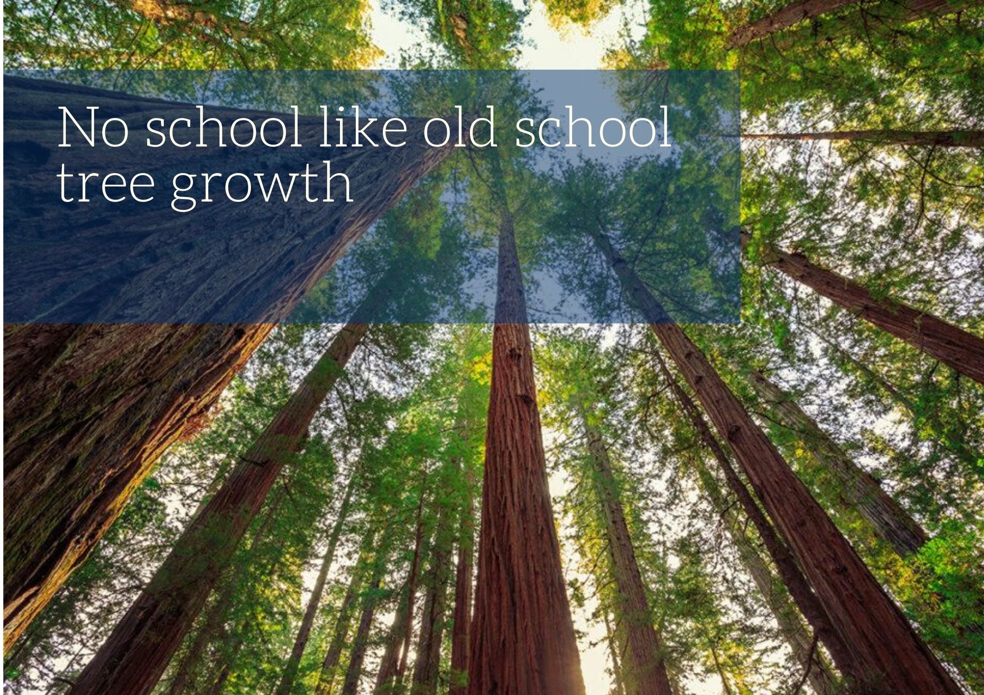 No school like old school tree growth
