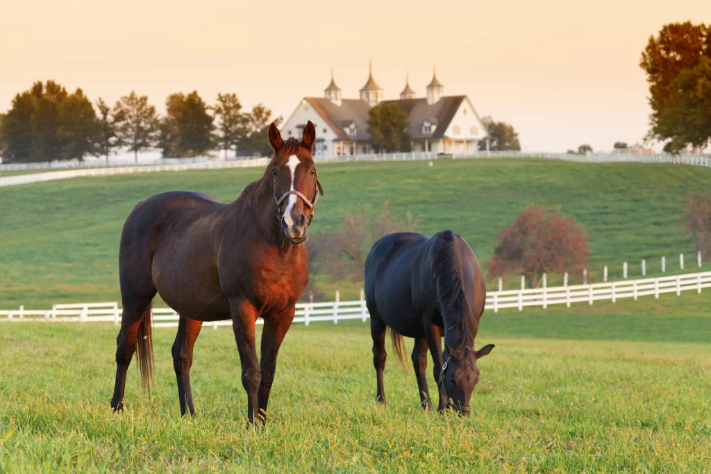two horses eating grass in a farm in kentucky