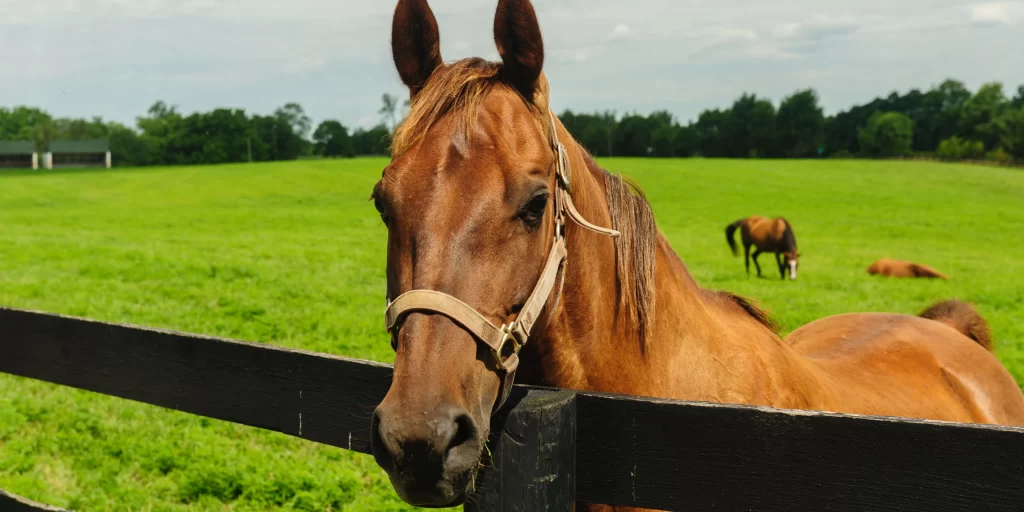 A beautiful brown horse standing behind a fence in a horse farm in Kentucky