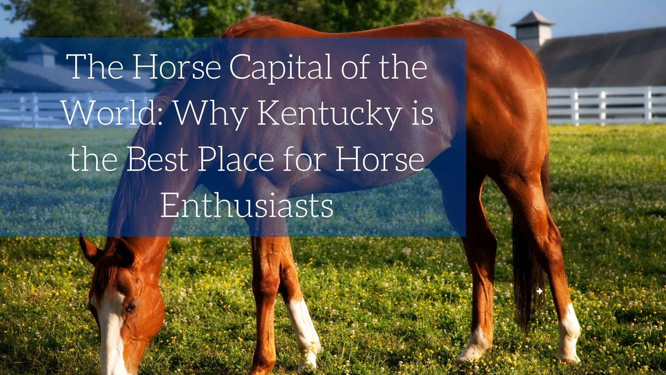 The Horse Capital of the World: Why Kentucky is the Best Place for Horse Enthusiasts