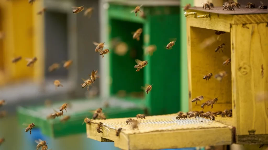 Advantages of Wooden Beehives