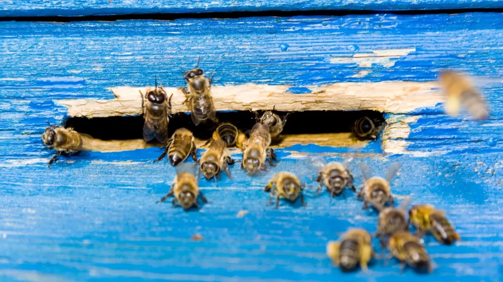 Commonly Used Types of Wood for Beehive