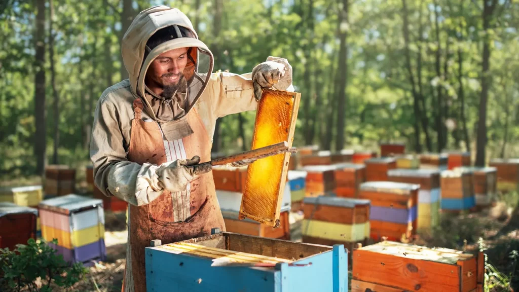 Innovations in Wooden Beehive Design