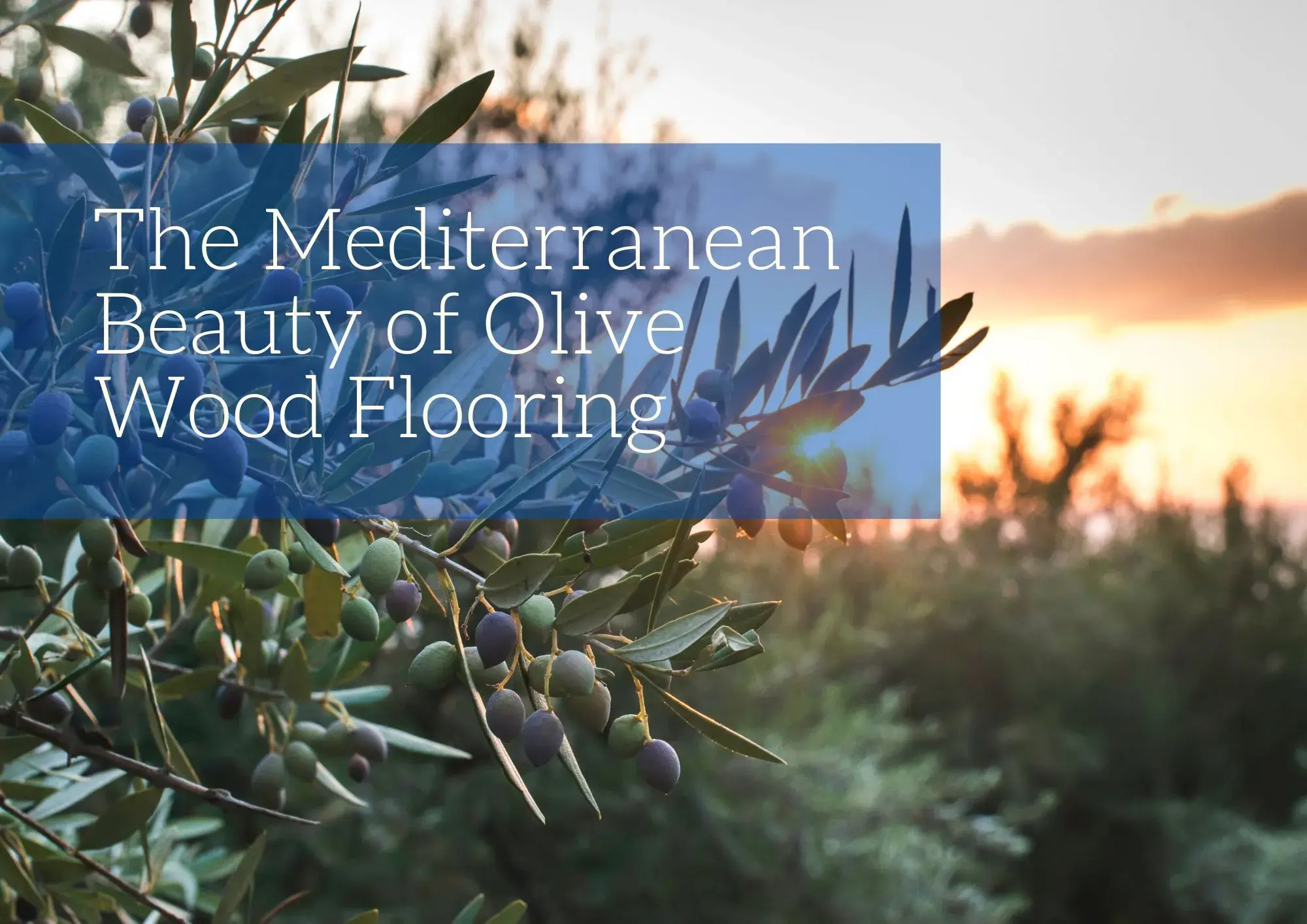 The Mediterranean Beauty of Olive Wood Flooring