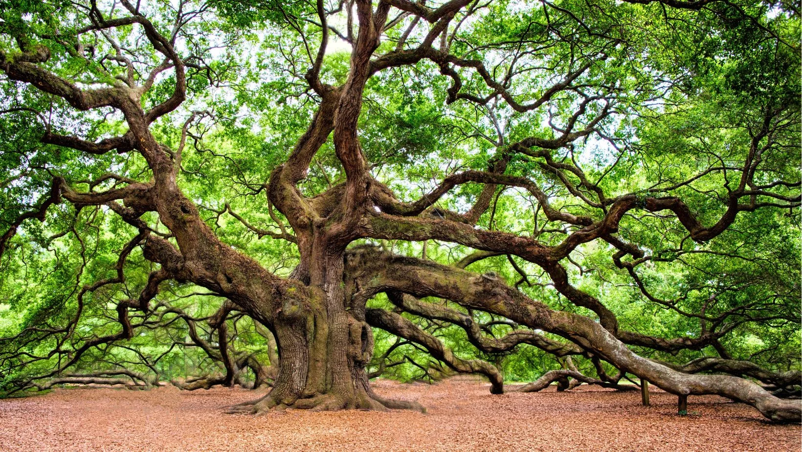 giant oak tree